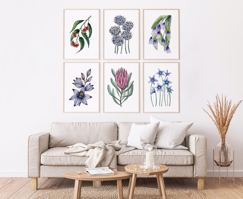 Blue, Pink and Red Australian Native Floral Collection Canvasses and Prints