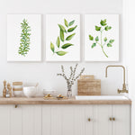 Rosemary + Bay Leaf + Parsley 3 Set Green Herb Artwork