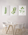 Rosemary + Bay Leaf + Parsley 3 Set Green Herb Artwork