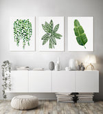 Set of 3 Green Plant Prints Watercolour Botanical Artwork String of Pearls + Ctenanthe +Banana Leaf Wall Art